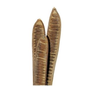 T�rret b�lgfrugt