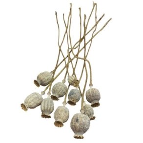 Valmuer t�rret natur 10 stilke