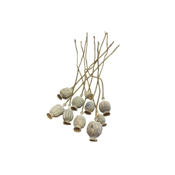 Valmuer t�rret natur 10 stilke