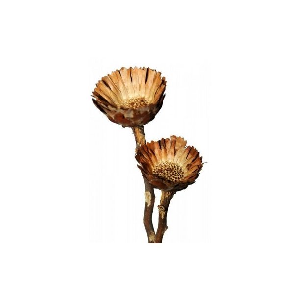 Protea Compacta rosette natur