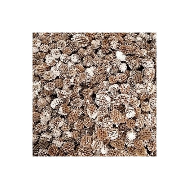 Casuarina kogle 100 gram.