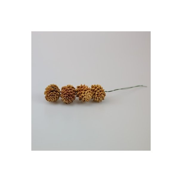 Salignum Kogler 4 stk. p� tr�d