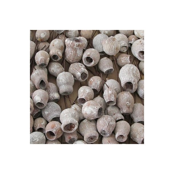 eucalyptus bell cup hvidvasket 1 stk