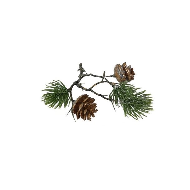 Fyrgren med kogler glimmer