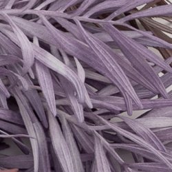 Bambus gren m�rk lilla