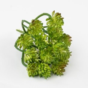 Sukkulent forgrenet gr�n