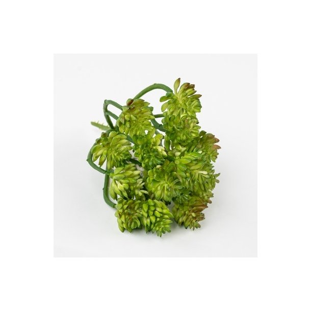 Sukkulent forgrenet gr�n