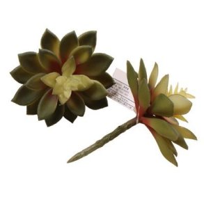 Sukkulent m�rkegr�n