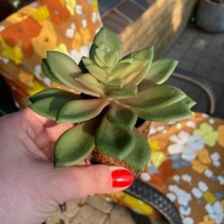 Sukkulent gr�n-r�d