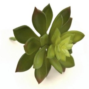 Sukkulent gr�n