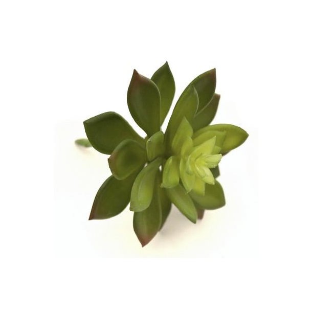 Sukkulent gr�n