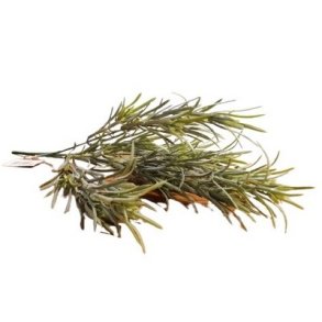 Rosmarin gr�n 36 cm