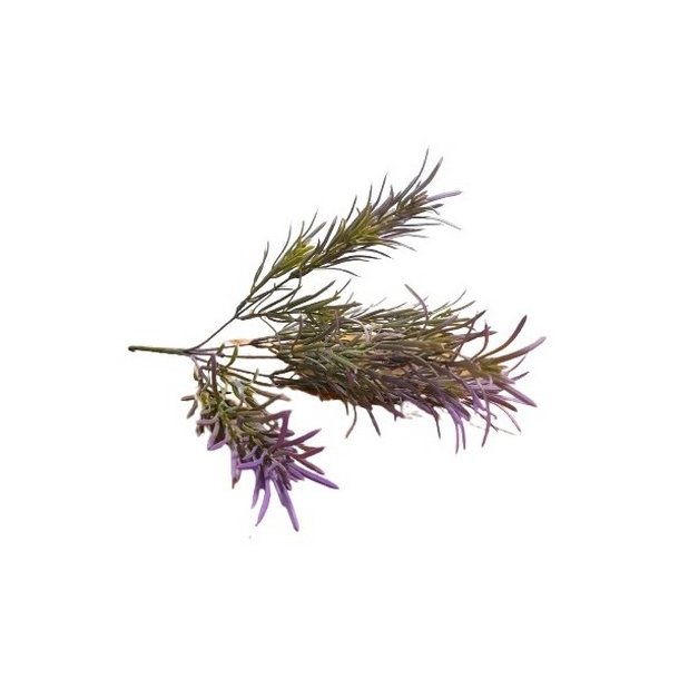 Rosmarin lilla 36 cm