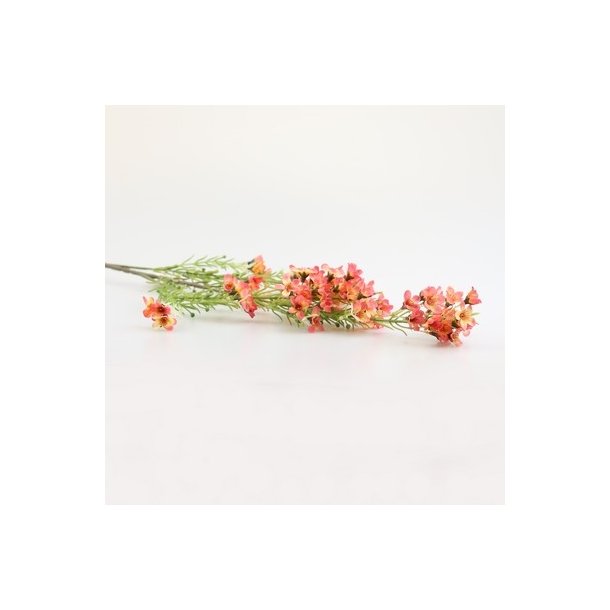 Voksblomster creme-pink 68 cm
