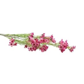 Voksblomster m�rk lilla 68 cm
