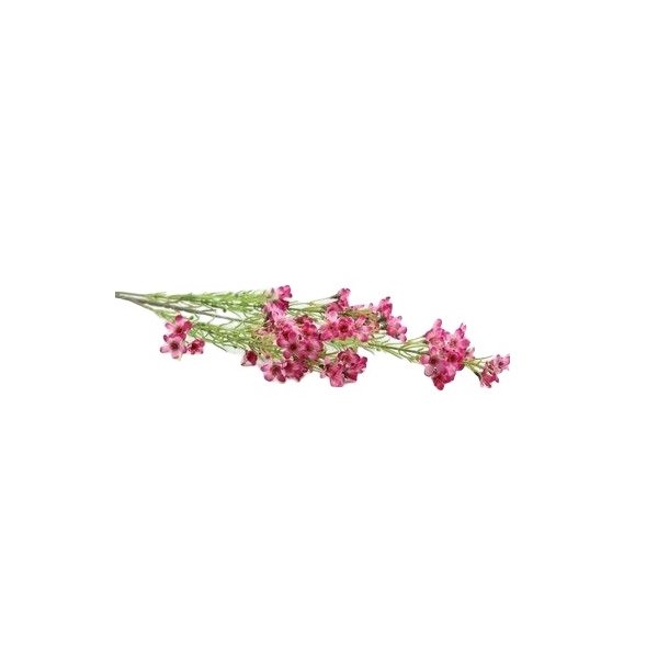Voksblomster m�rk lilla 68 cm