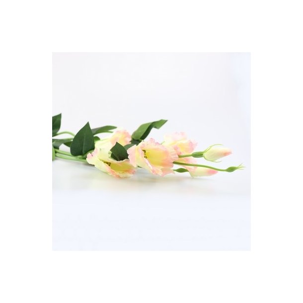 Lisianthus cream pink 82 cm