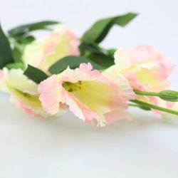 Lisianthus cream pink 82 cm