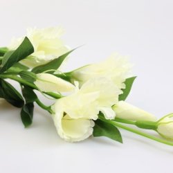Lisianthus hvid 82 cm