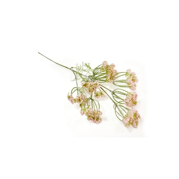 Dild i blomst lyser�d