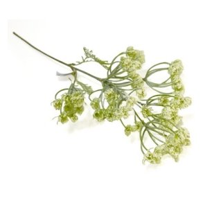 Dild i blomst gr�n