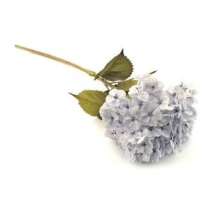 Hortensia bl� 80 cm