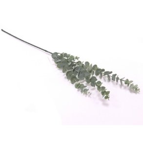 Eucalyptus gr�n