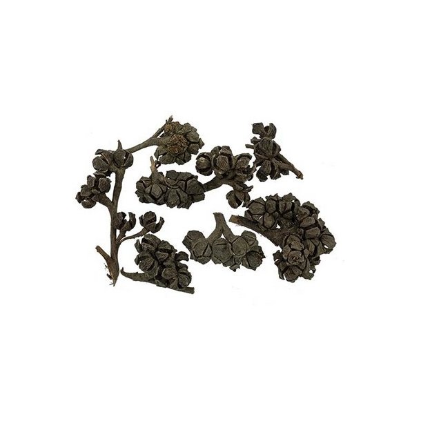 Cypres med grene 500 gram.