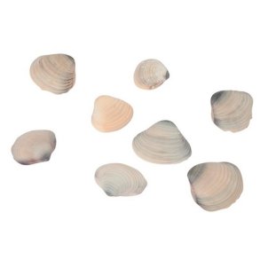 Deco small muslingeskaller gr�