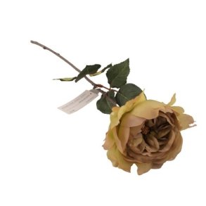 Engelsk rose st�vet gr�n - brunlig