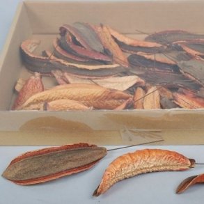 Estrella natur p� tr�d. pr stk