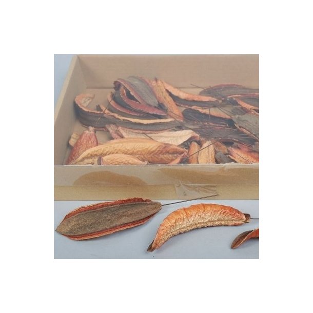 Estrella natur p� tr�d. pr stk