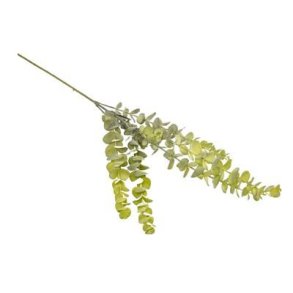 Eucalyptus gr� gr�n