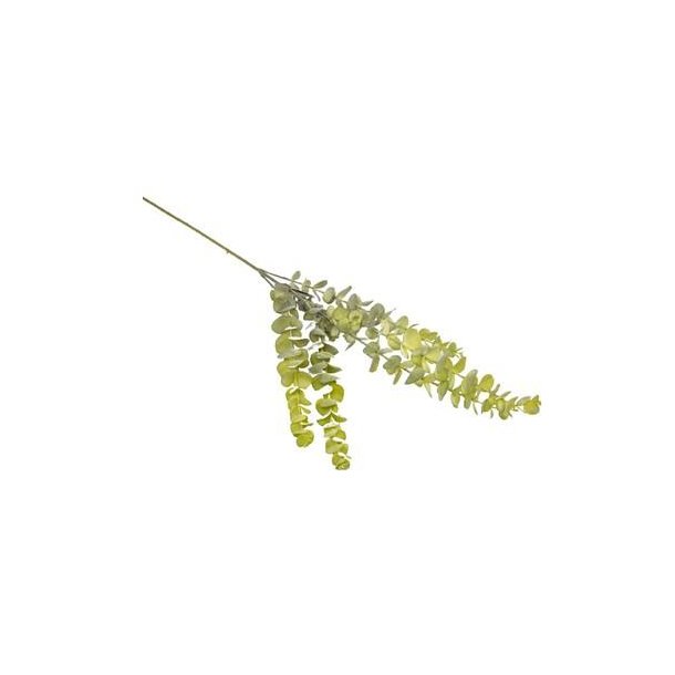 Eucalyptus gr� gr�n