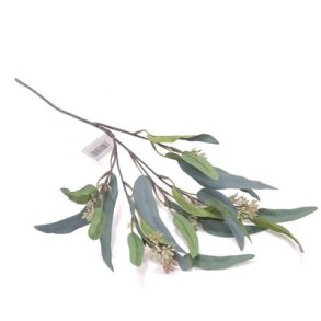 Eucalyptus gr�n