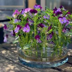 Hanataba Fakirring 200 mm