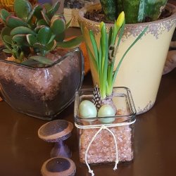 Perleh�nefjer 15 gram.