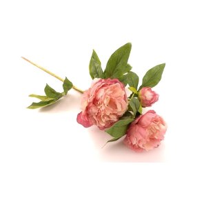 P�on gammel rosa 2 hoveder og 1 knop