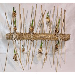 Splitbambus 80 cm 25 stk