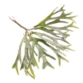 Hjortetaxbregne gr�n