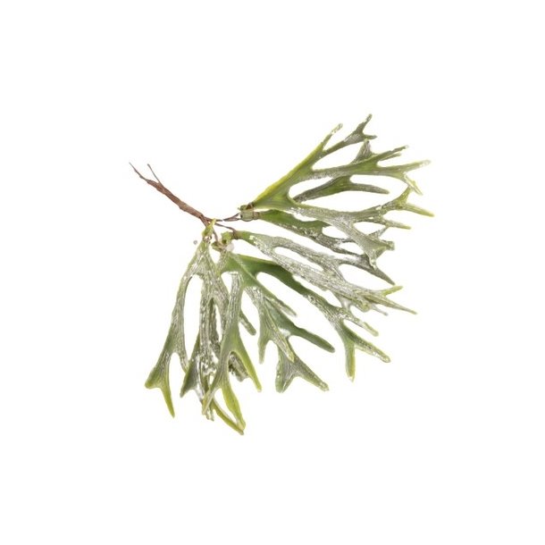 Hjortetaxbregne gr�n