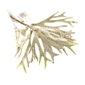 Hjortetaxbregne lodden