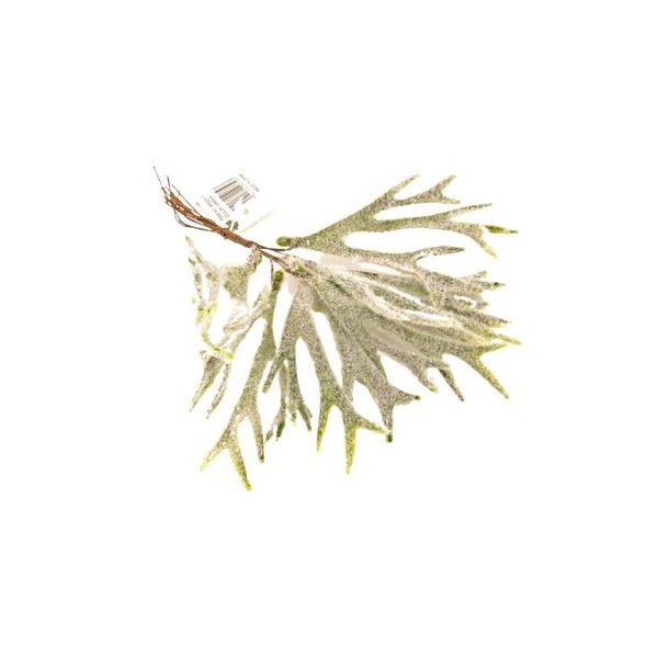 Hjortetaxbregne lodden