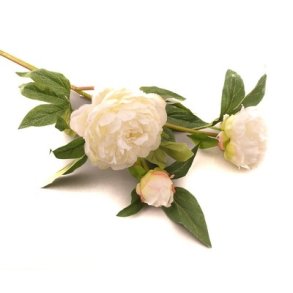 P�on hvid 2 hoveder og 1 knop