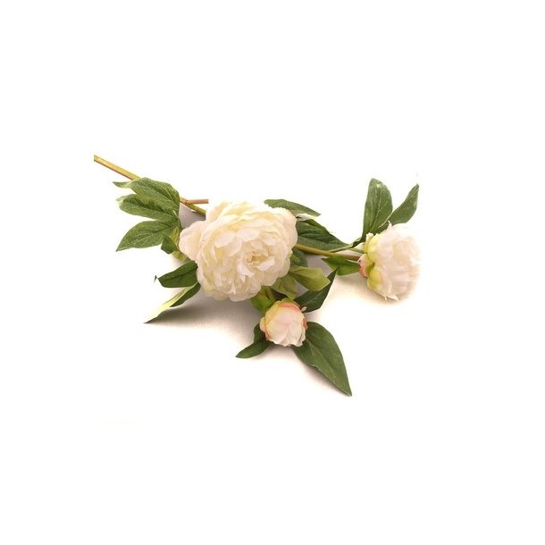 P�on hvid 2 hoveder og 1 knop