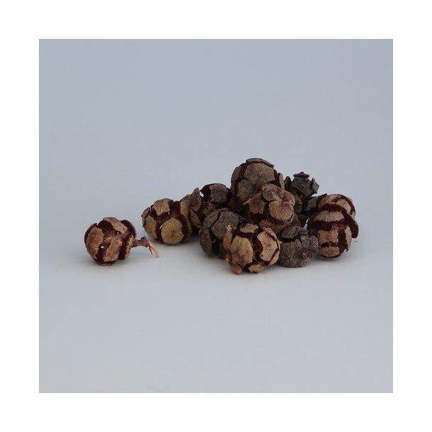 Cypres Kogle 200 gram.