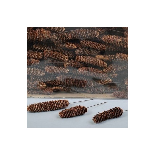 Kogler afraspet p� tr�d. pr stk