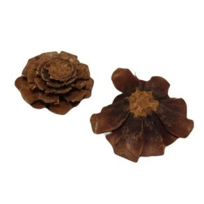 Kogleroser maritime 20 stk