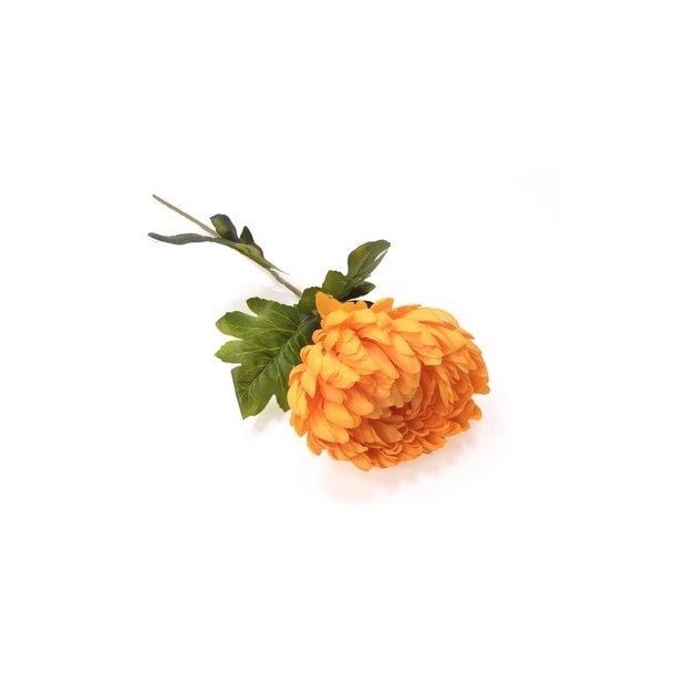 Krysantemum orange