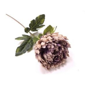 Krysantemum st�vet lilla